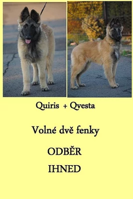 Štěňata Belgický ovčák - Tervueren s PP